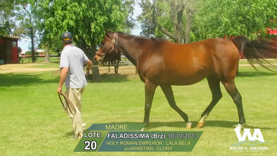Lote FALADISSIMA (Brz)