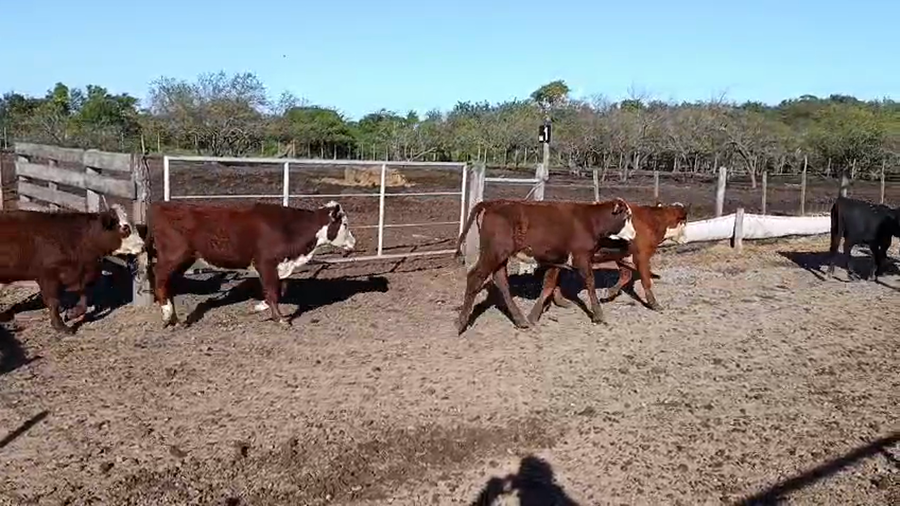 Lote 90 Novillitos y vaquillonas Braford y sus cruzas en Cululú, Santa Fe