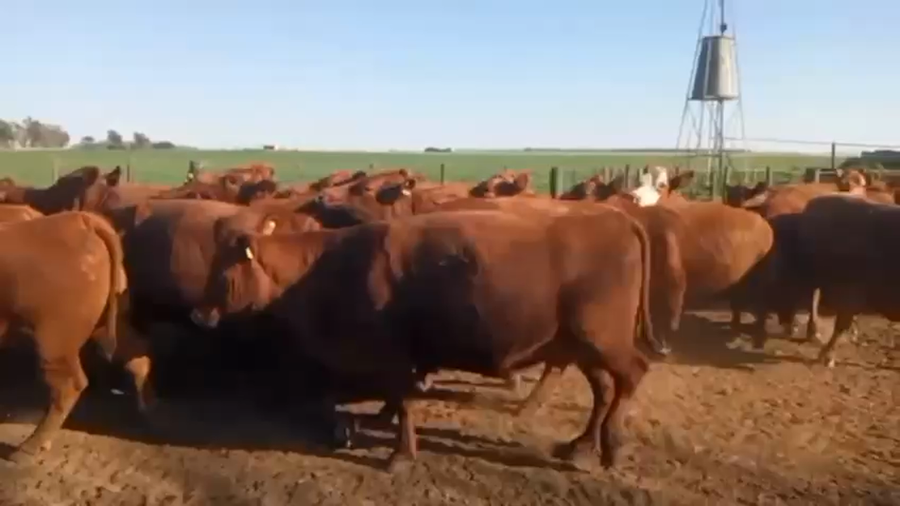 Lote 35 Vacas faena en Santa Fe, Christophersen