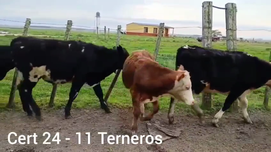 Lote TERNEROS