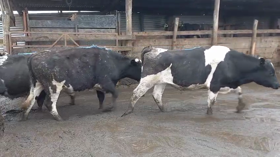 Lote 42 Novillo Gordo en Cabrero, VIII Región Biobío