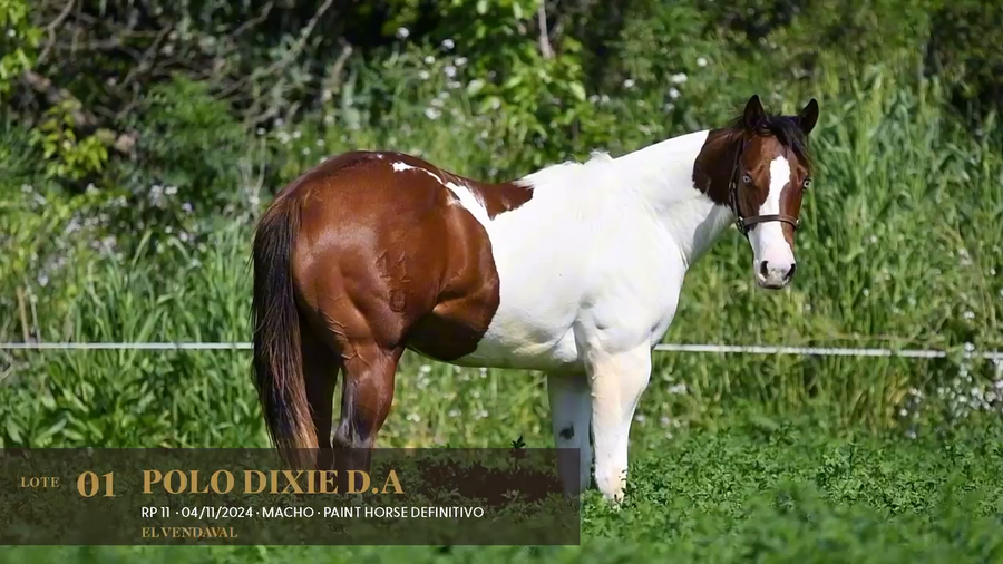 Lote Polo Dixie D.A