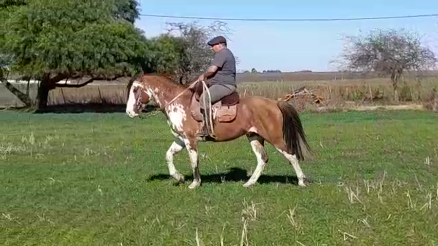 Lote (Vendido)Padrillo OVERO COLORADO a remate en PANTALLA GARLAND en LARRAÑAGA