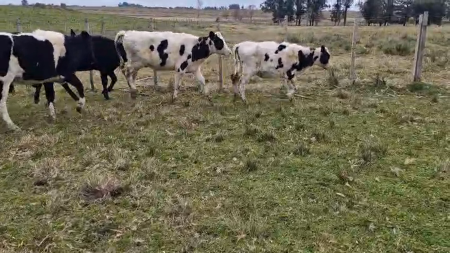 Lote 13 Terneras Holando a remate en Pantalla Camy en Mundo Azul