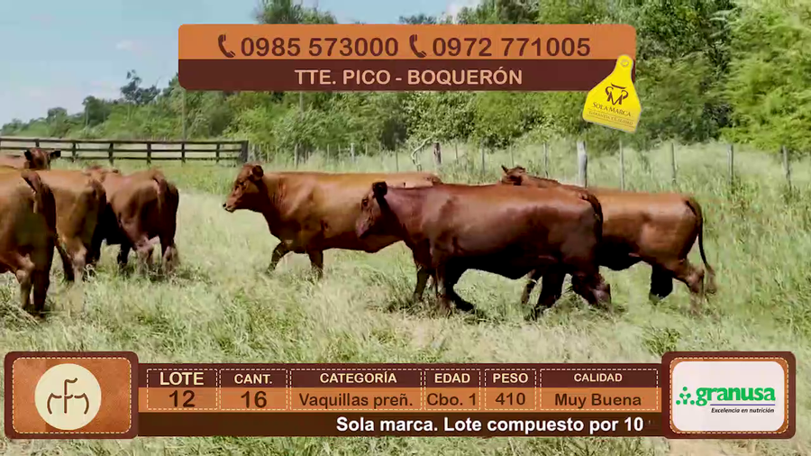 Lote Lote 12