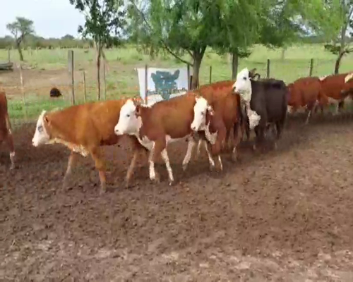 Lote 100 Terneros/as en Curuzú-Cuatiá, Corrientes