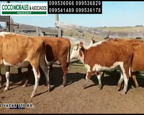 Lote 12 Vacas de Invernada en Cuchilla del Perdido, Soriano