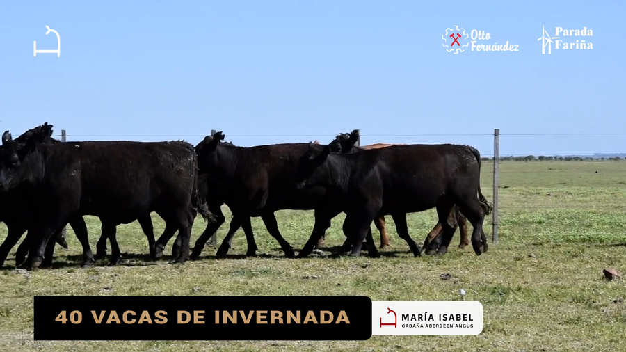 Lote 40 Vacas de Invernada a remate en VI REMATE MARIA ISABEL, Artigas