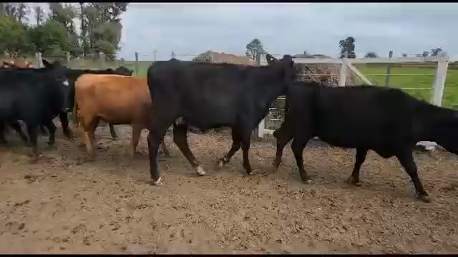 Lote 30 Vacas preñadas Brangus y sus cruzas en Hipatía, Santa Fe