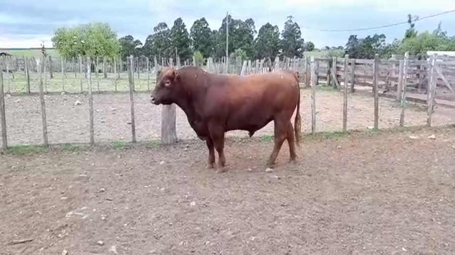 Lote La Colorada de Morixe