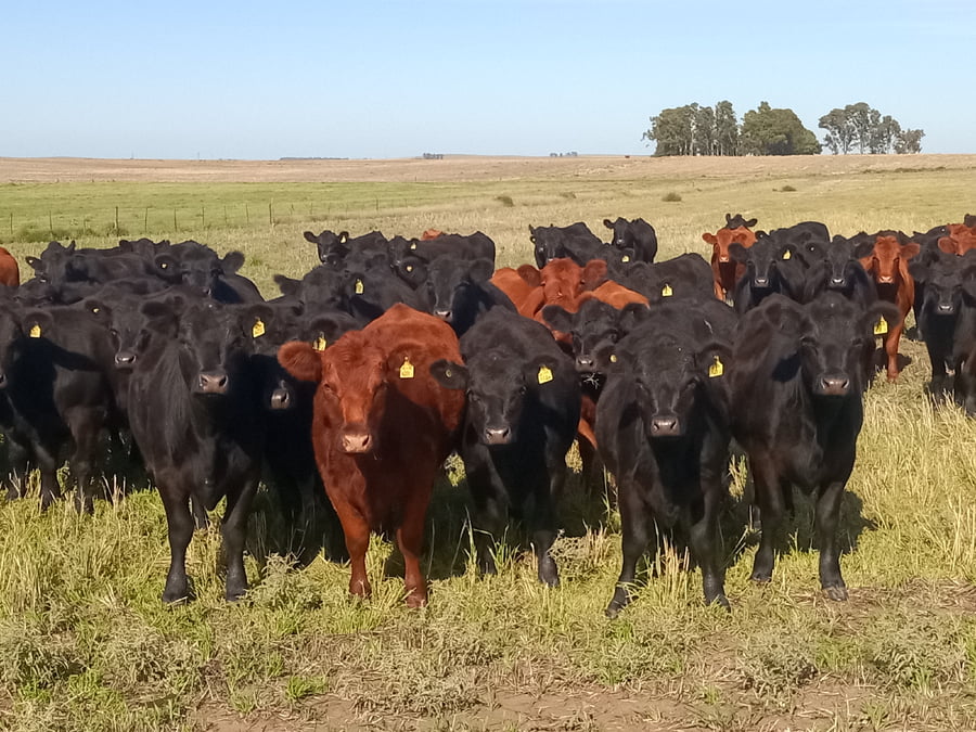 Lote 35 Vaquillonas preñadas en Buenos Aires, Pigüé