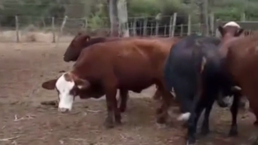 Lote 10 Toros de invernar en Salta, Gral. Güemes