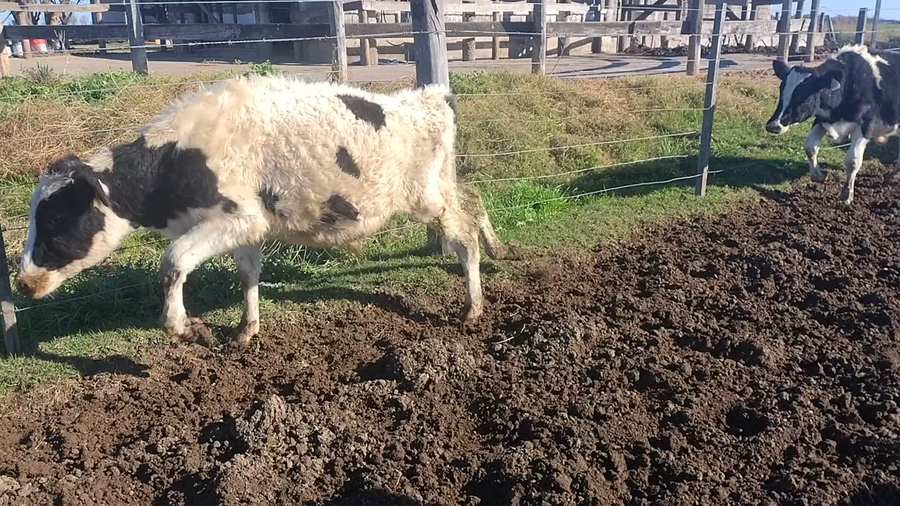 Lote 8 Terneros Holando Argentino en San Francisco, Córdoba
