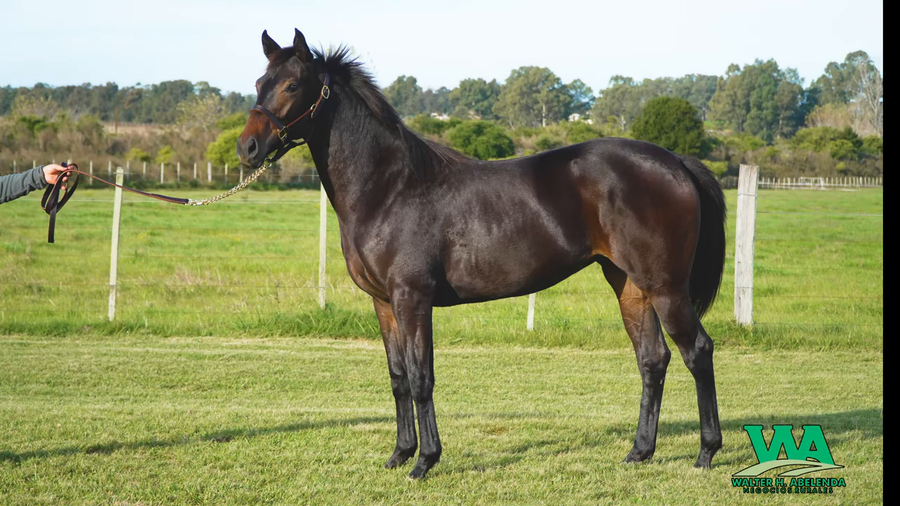 Lote SWEET DAKOTA