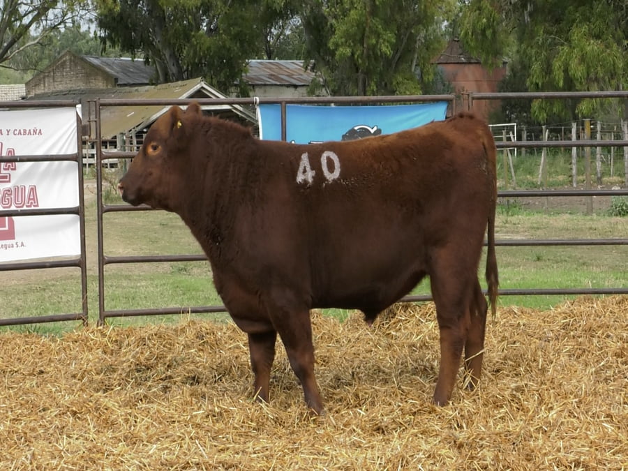 Lote TOROS ANGUS COLORADOS PC