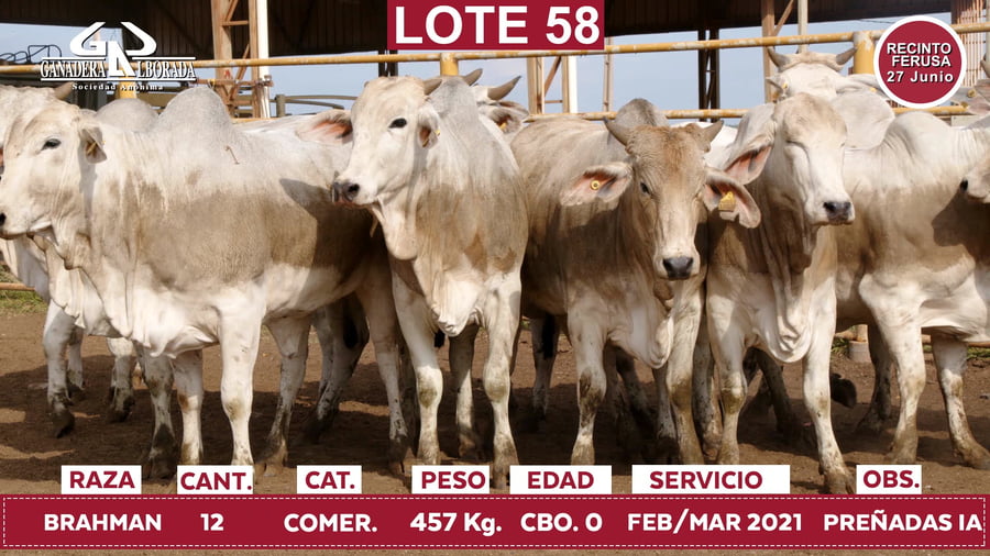 Lote Reproductores de Alborada - Lote 58