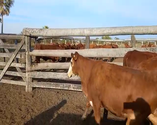 Lote Vaquillonas Preñadas Braford