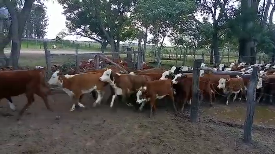 Lote 134 Terneras en Santa Lucía, Corrientes