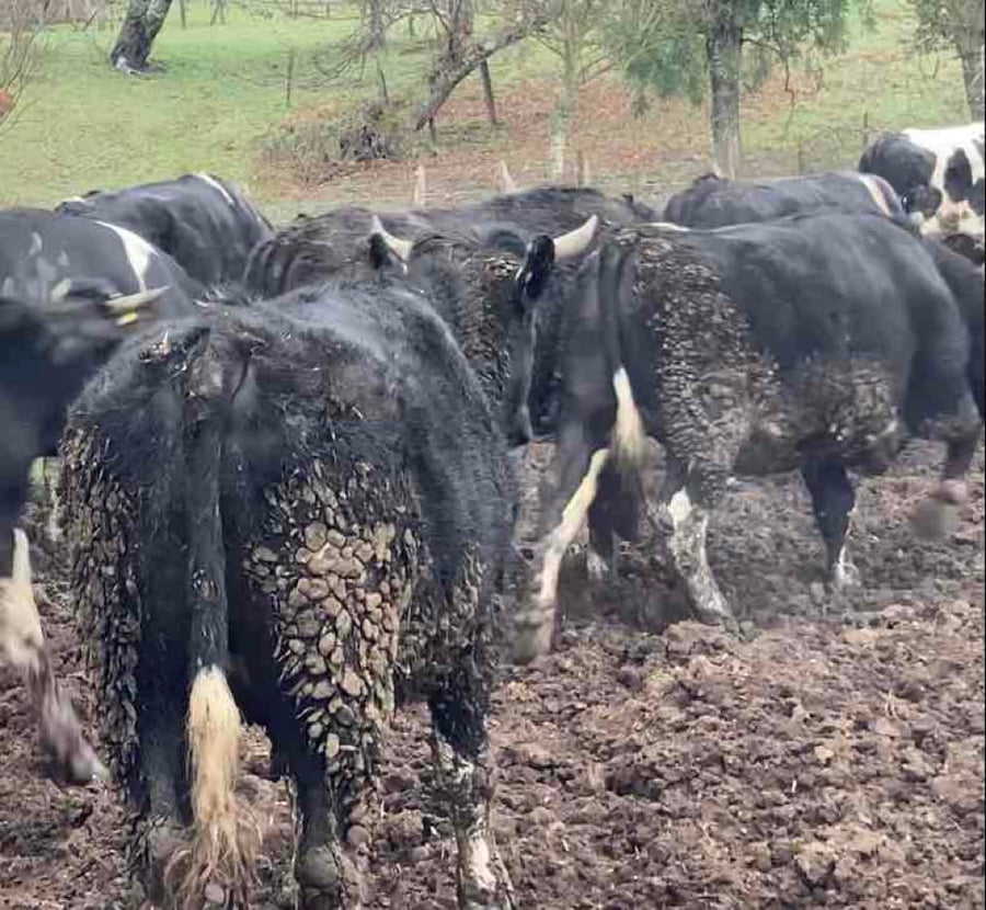 Lote 45 Novillo Gordo en Río Bueno, XIV Región Los Ríos