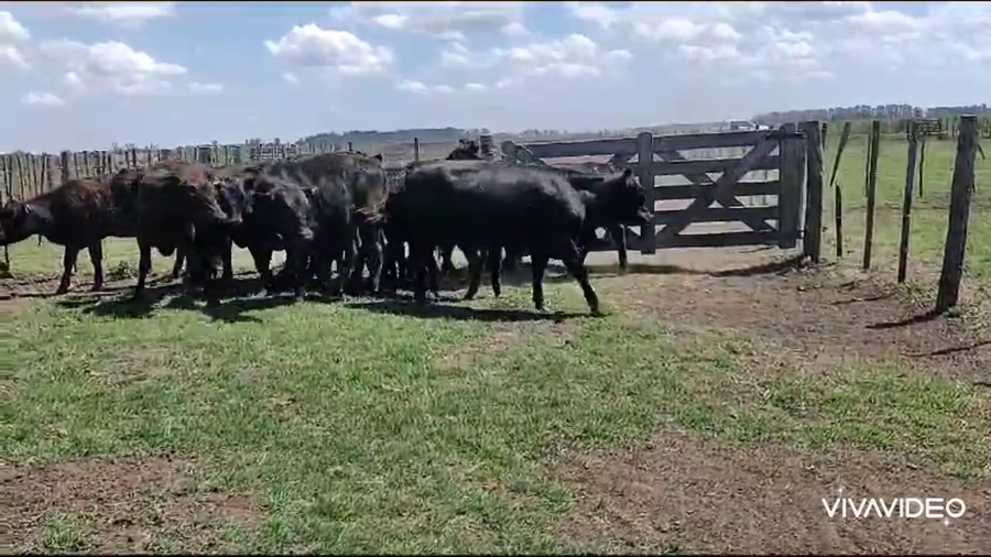 Lote 14 Vaquillonas en Gral. Belgrano, Buenos Aires