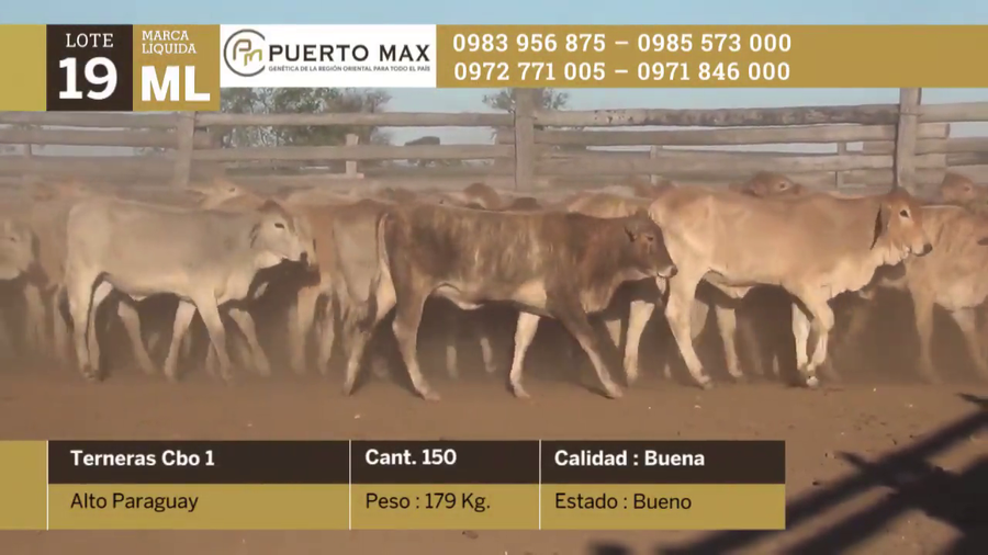 Lote Terneras más de 170 kg