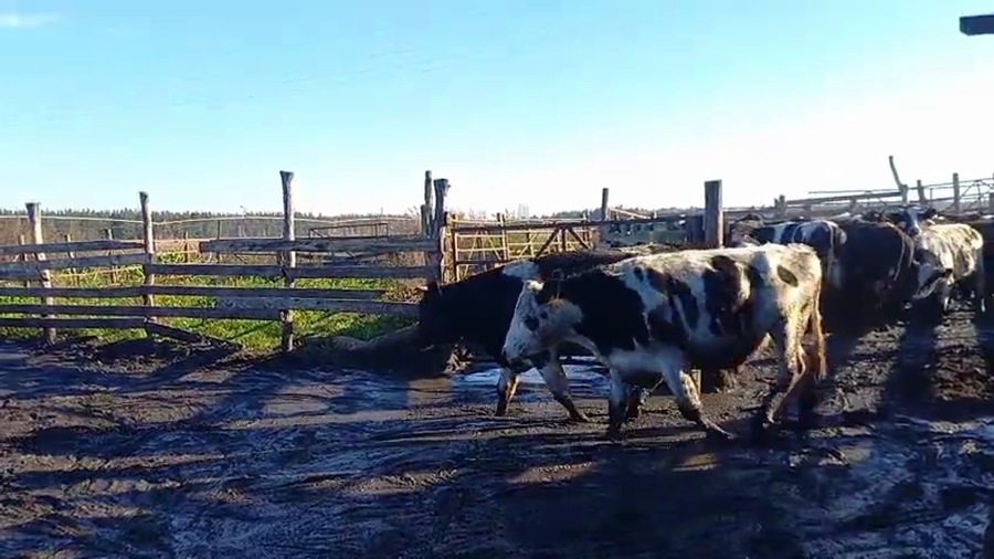 Lote 40 Novillo Gordo en Los Ángeles, VIII Región Biobío