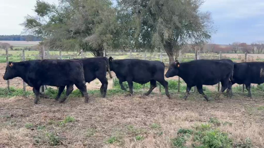 Lote NOVILLOS 1 a 2 AÑOS