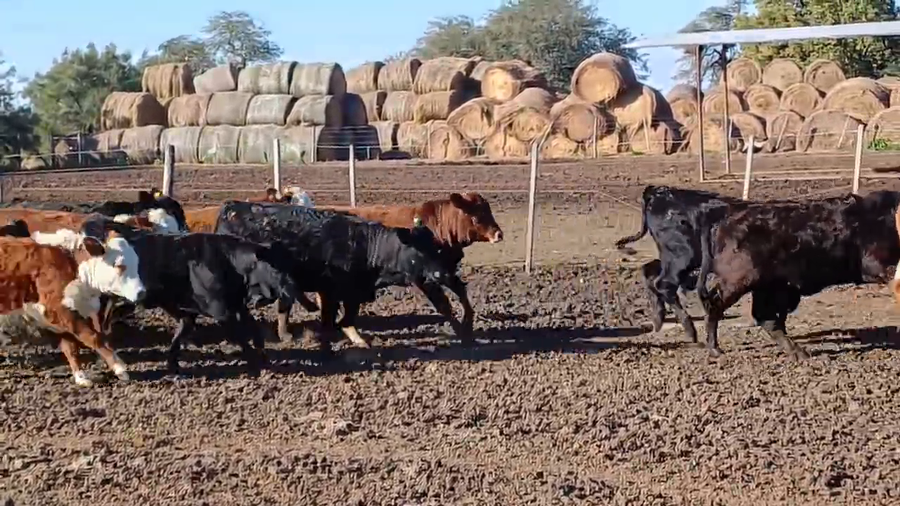 Lote 50 Terneras Brangus en Cululú,  Santa Fe