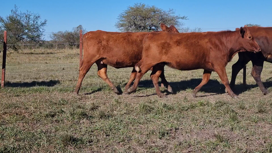 Lote 31 Vaquillonas preñadas en Corrientes, Curuzu Cuatia