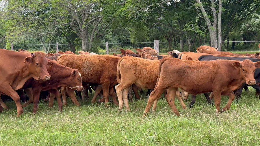Lote 75 Terneros/as en Corrientes, Nueve de Julio