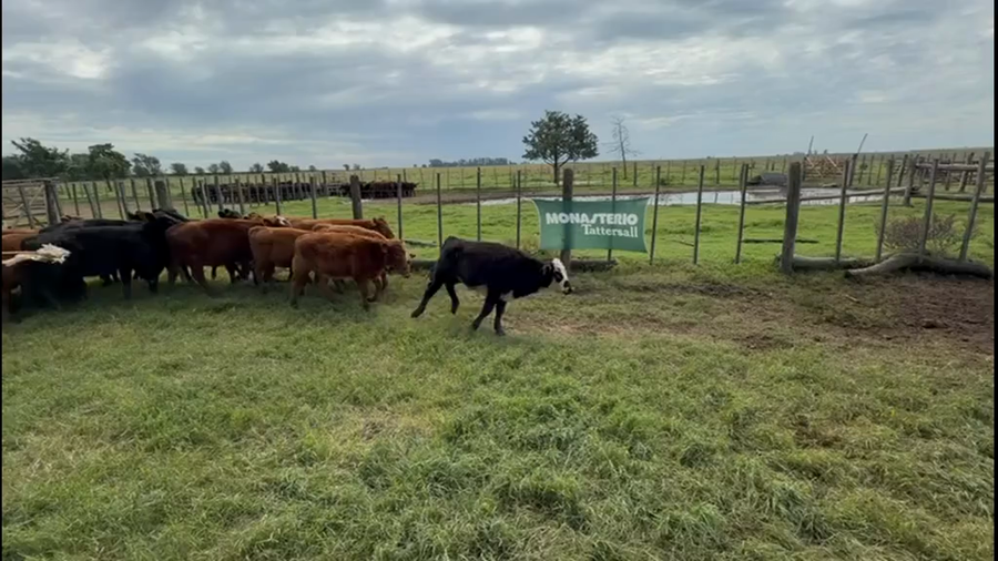 Lote 90 Terneras en La Pampa, Trenel
