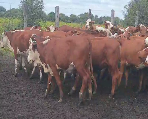 Lote 77 Vaquillonas en Quimilí, Santiago del Estero