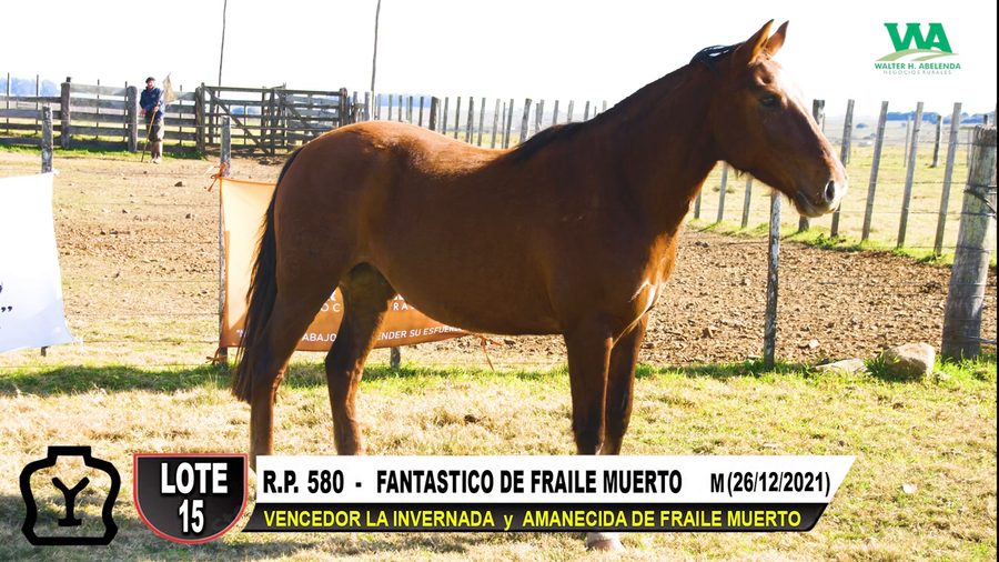 Lote FANTASTICO DE FRAILE MUERTO