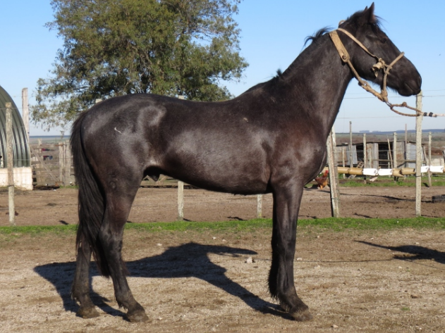 Lote CACIQUE LA FLECHILLA