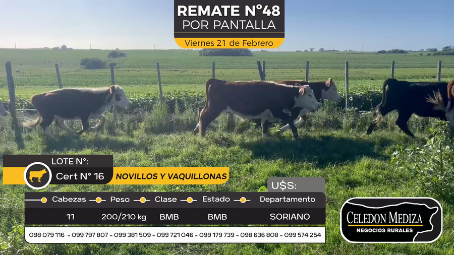 Lote 11 Novillos y vaquillonas 1 a 2 años en Agraciada, Colonia