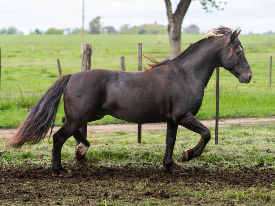 Lote Namuncura Firmamento