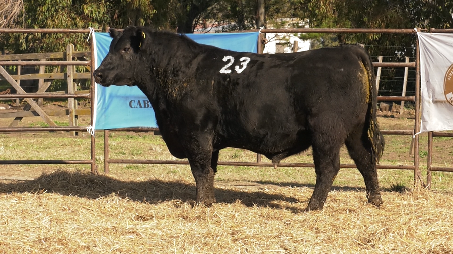 Lote TOROS ANGUS NEGROS  PC