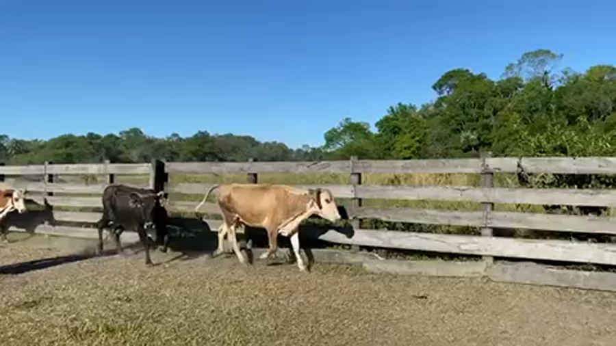Lote 55 Vacas medio uso C/ cria en Formosa, Formosa