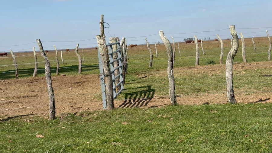 Lote 12 Vacas nuevas preñadas
