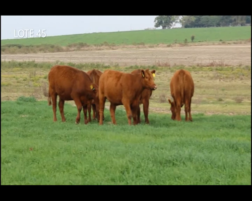 Lote CABAÑA “MALAIKA” de CabaÑa Victoria SRL VAQUILLAS PURAS CONTROLADAS COLORADAS PREÑADAS
