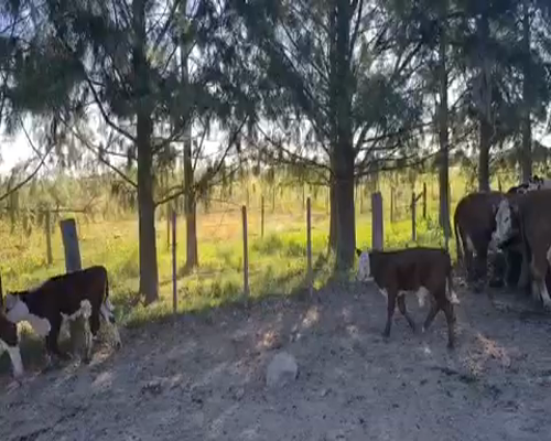 Lote 9 Vacas nuevas en Magdalena, Buenos Aires