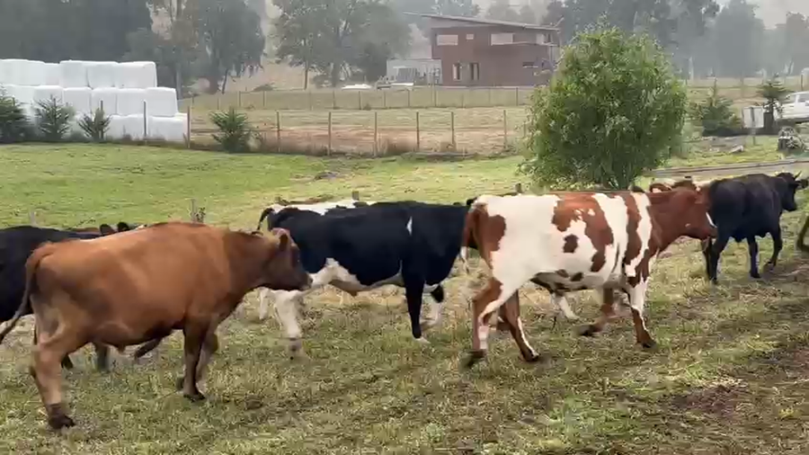 Lote 96 Novillo Engorda en Osorno, X Región Los Lagos