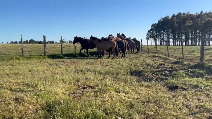 Lote Yeguas con cría