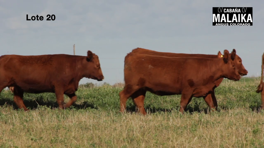 Lote "VAQUILLONAS PURA CONTROLADAS PREÑADAS ""CABAÑA MALAIKA"""