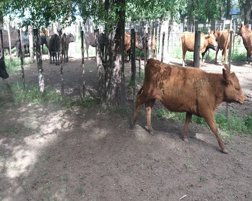 Lote 17 Terneras en Gral. Lamadrid, Buenos Aires