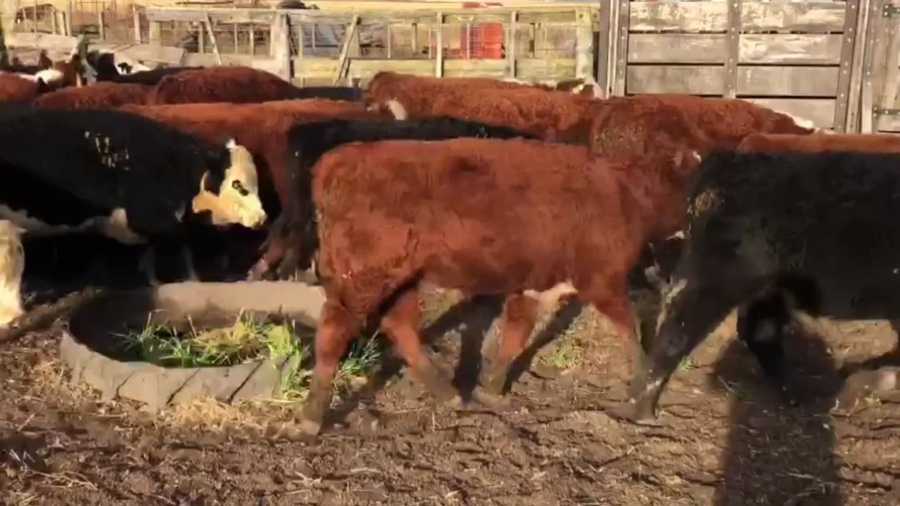 Lote 40 TERNS. MACHOS Y HEMBRAS, CNEL. SUAREZ, PCIA. DE BS. AS.