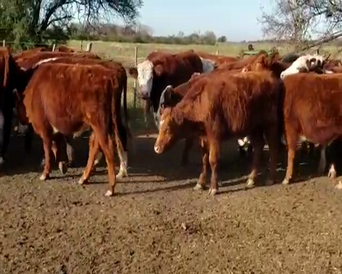 Lote 40 Novillitos en Villaguay, Entre Ríos