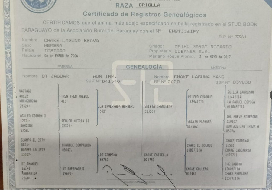 Lote LOTE 19 - DE CAMPO