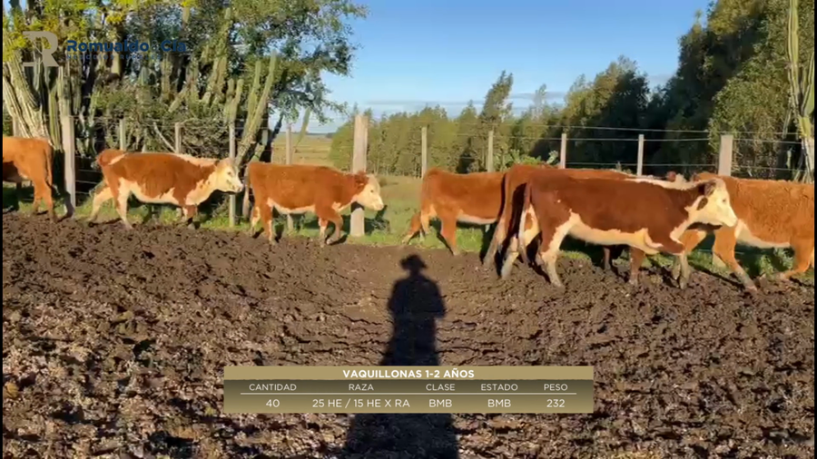 Lote 40 Vaquillonas 1 a 2 años 25 HEREF /  15 HERF X RA a remate en 6º Expo Nacional Hereford 232kg -  en CARRETA QUEMADA