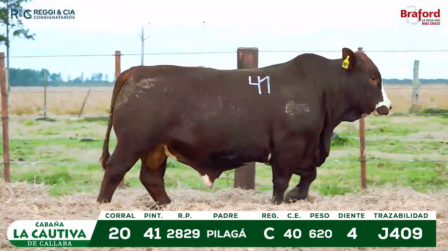 Lote TOROS BRAFORD  REGISTRADOS Cabaña La Cautiva